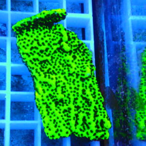 OLYMPUS DIGITAL CAMERA OLYMPUS DIGITAL CAMERA